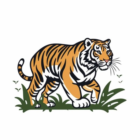 Tiger in the grass. Vector illustration on a white background.