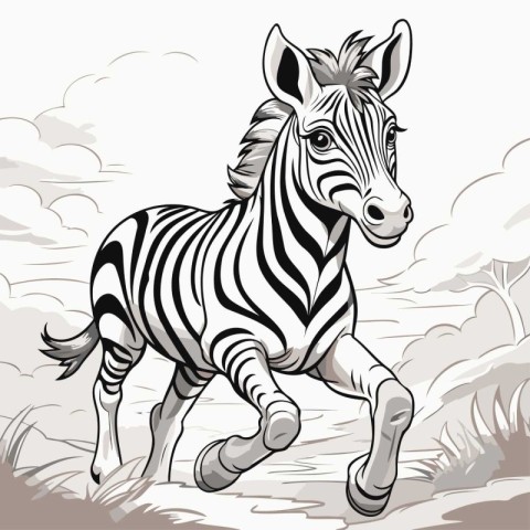 Zebra running in the field. Vector illustration of zebra.