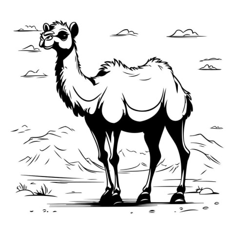 Camel in the desert. Vector illustration of a camel in the deser