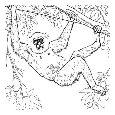 Gibbon climbing on a tree. vintage line drawing or engraving ill