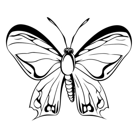 Butterfly on white background. Black and white vector illustrati