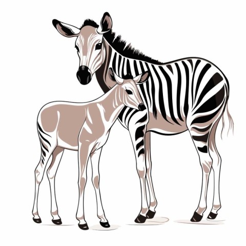 zebra and foal on a white background. Vector illustration.