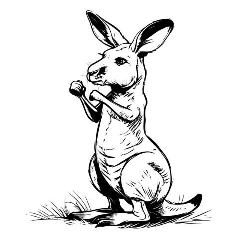 Kangaroo isolated on white background. Hand drawn vector illustr