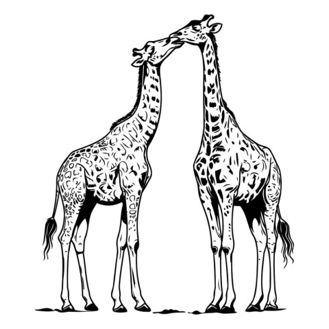 Two giraffes. Vector illustration of two giraffes.