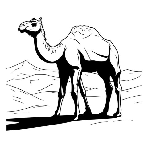 Illustration of a camel standing in the desert on a white backgr