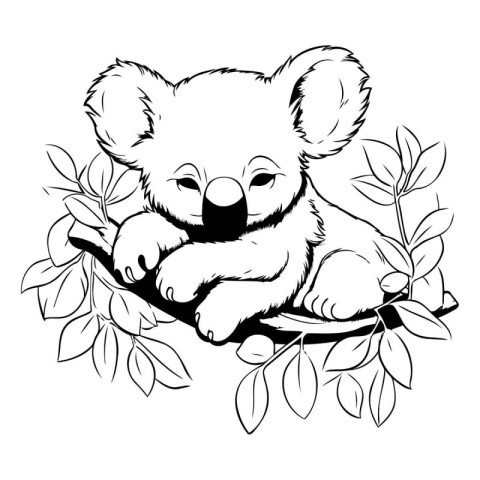 Koala bear sitting on a branch. Black and white vector illustrat