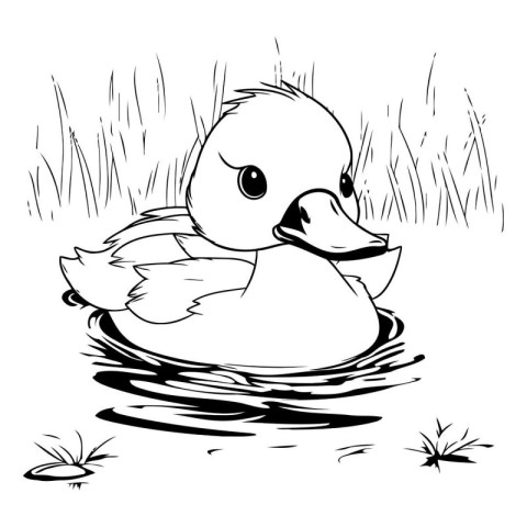 Duckling swimming in a pond - black and white vector illustratio