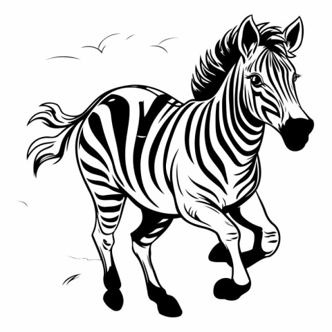 Vector image of a zebra on a white background. Black and white i