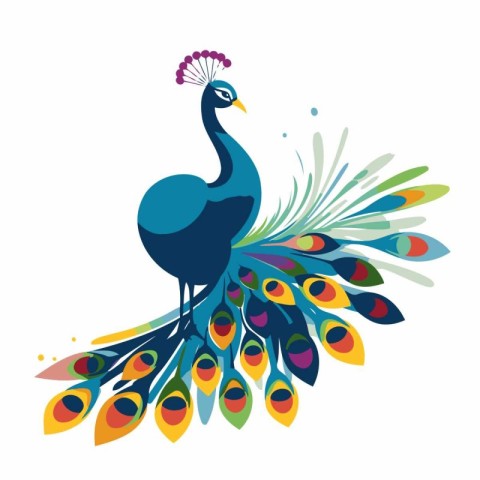 Peacock with colorful feathers. Vector illustration isolated on