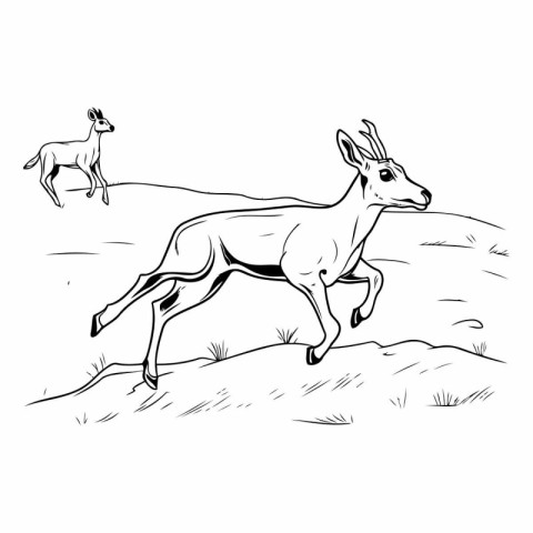 Deer on the field. Black and white vector illustration in sketch