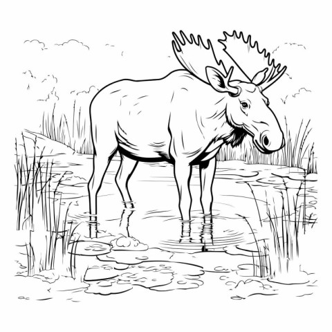 Vector illustration of a moose standing in a pond. Black and whi