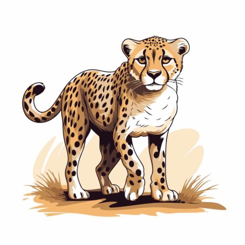 Cheetah. Hand drawn vector illustration. Isolated on white backg