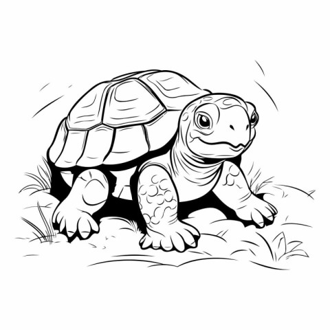 turtle on the meadow. vector illustration. black and white