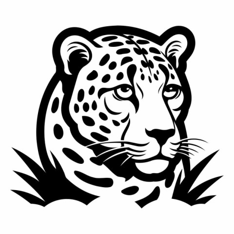 Jaguar head isolated on a white background. Vector illustration.