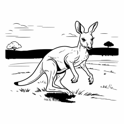 Kangaroo standing on the grass. Hand drawn vector illustration.