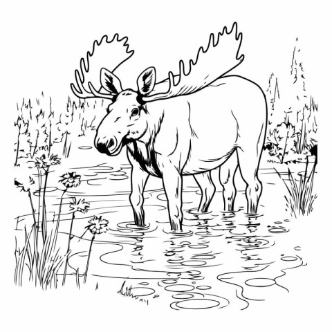 Moose in a pond. Black and white vector illustration for colorin