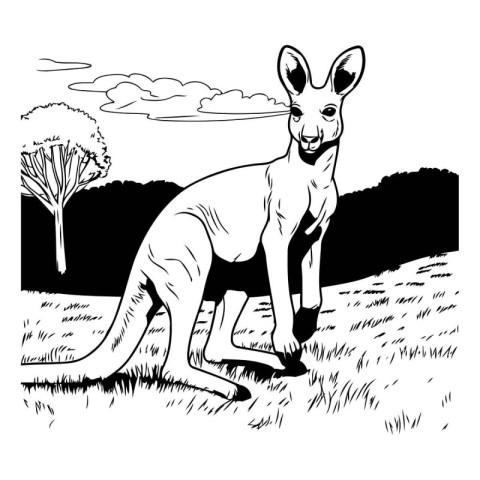 Kangaroo standing on the grass. Black and white vector illustrat