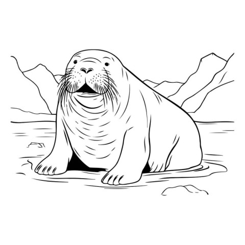 Vector illustration of a seal in the water. sketch for your desi