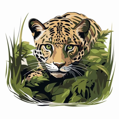 Jaguar head in grass. Vector illustration of wild animal.