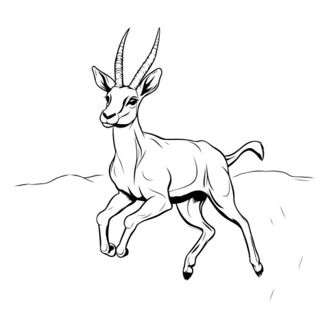 Vector image of a gazelle on a white background. Black and white