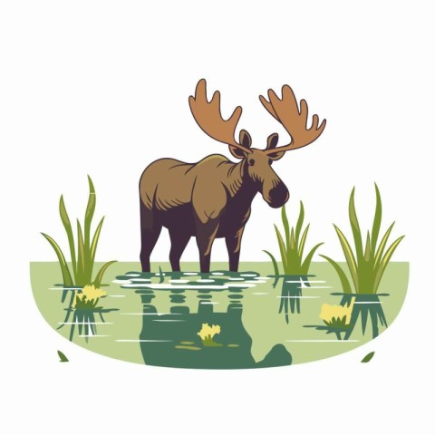 Moose in a pond. Vector illustration of a moose.