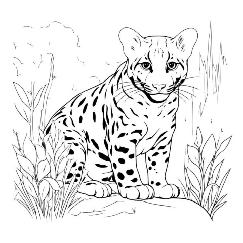 Jaguar in the grass. Hand drawn vector illustration for coloring