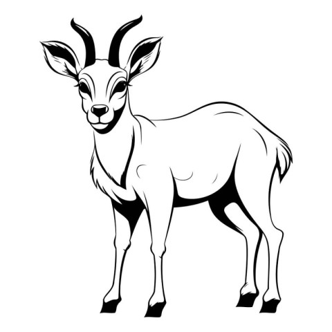 Vector image of a antelope on a white background. Isolated objec