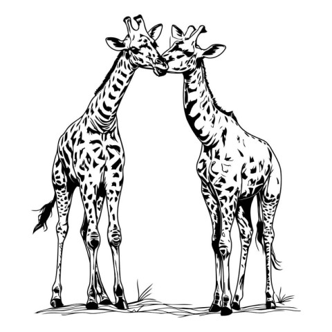 Two giraffes. sketch for your design. Vector illustration.