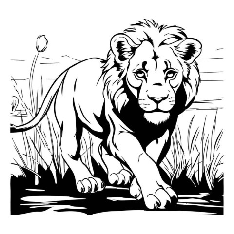 Lioness in the grass. Black and white vector illustration.