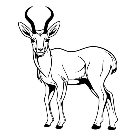 Vector image of a antelope on a white background. Black and whit