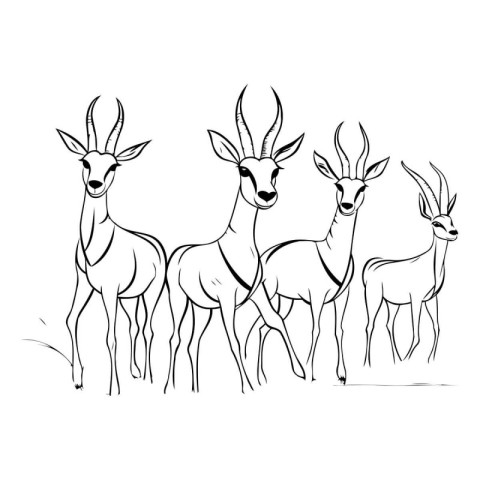 Black and white line drawing of gazelle family. Vector illustrat