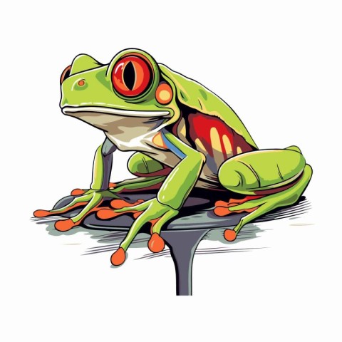 Frog on a white background. Vector illustration of a frog.