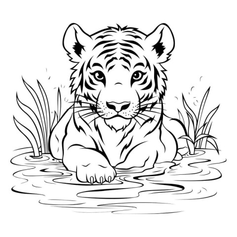 Tiger in the water. Black and white vector illustration for colo