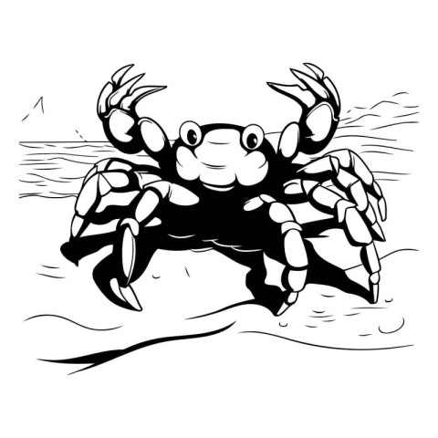 Crab - Black and White Vector Illustration - Isolated On White B