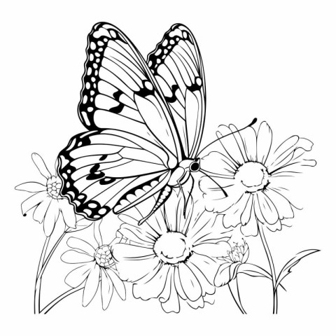 Butterfly and daisy flowers in black and white. Vector illustrat