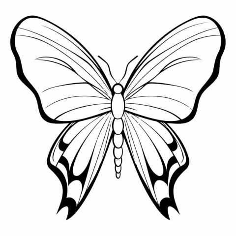 Butterfly black and white vector illustration isolated on white