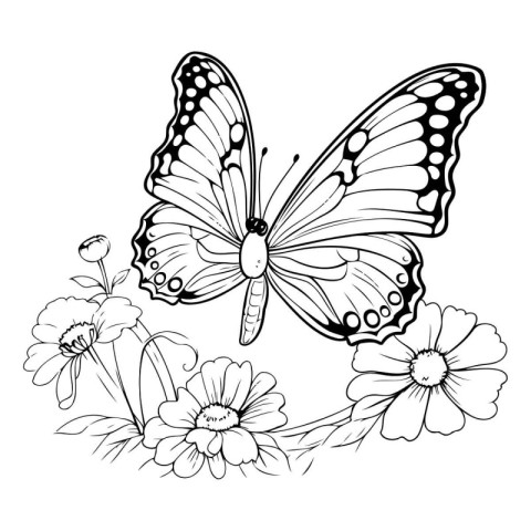 Butterfly and flowers. Vector illustration. Black and white.