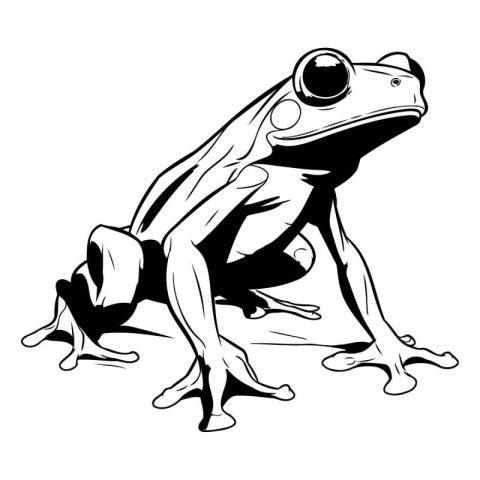 Vector image of a frog on a white background. Black and white il