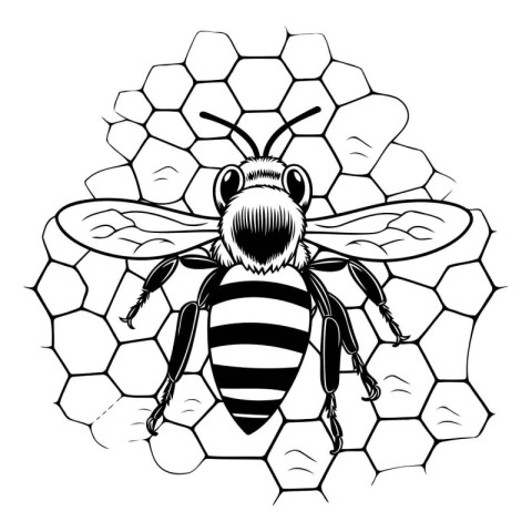 Bee on honeycombs vector illustration isolated on white backgrou