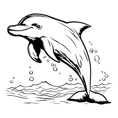 Dolphin jumping out of water. Black and white vector illustratio