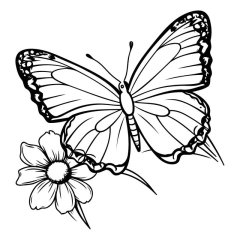 butterfly on a white background. black and white. vector illustr