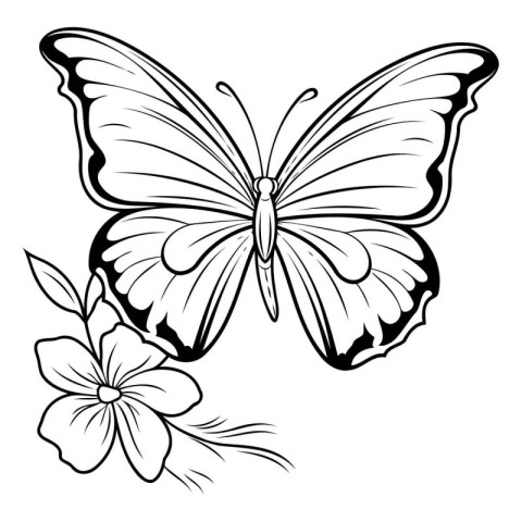 Butterfly and flower in black and white. Vector illustration.