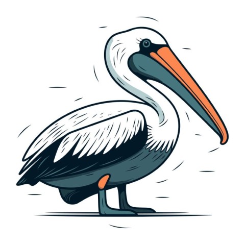 Pelican isolated on white background. Hand drawn vector illustra