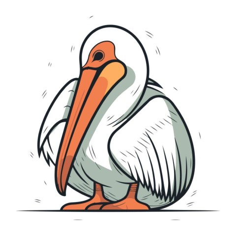 Pelican vector illustration. Cartoon pelican isolated on white b