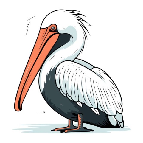 Pelican. Vector illustration of a pelican on a white background.