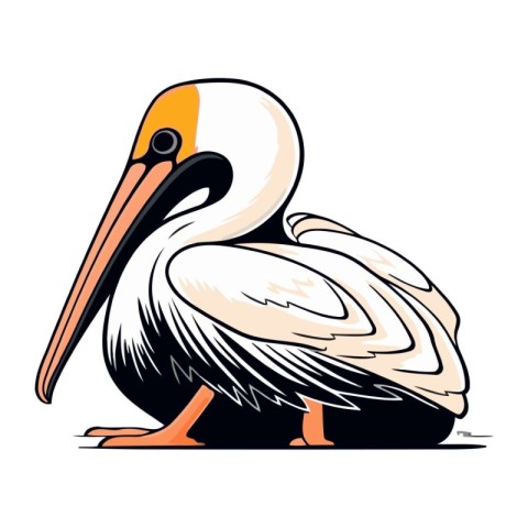 Pelican on a white background. Vector illustration of a pelican.