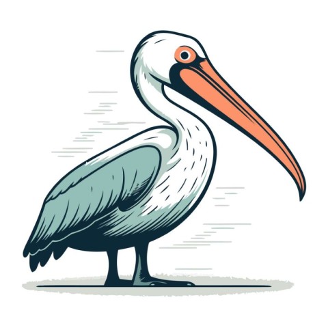 Pelican. Vector illustration of a pelican on white background.