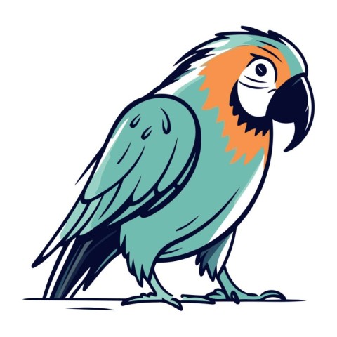 Parrot vector illustration. Isolated parrot on white background.