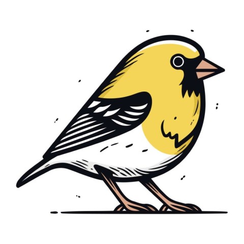 Vector illustration of a goldfinch bird. Isolated on white backg