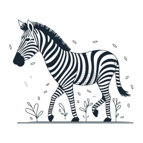 Zebra. Black and white vector illustration isolated on white bac